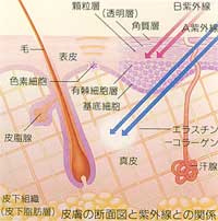 皮膚の断面図と紫外線の関係