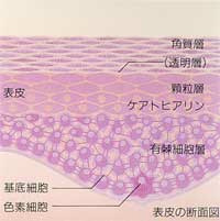 表皮の断面図